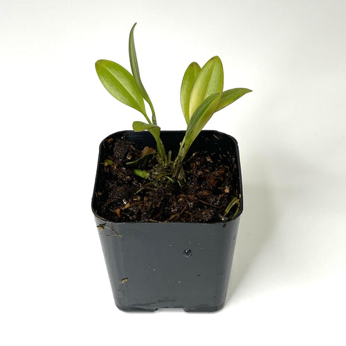 Orchid, Restrepia guttulata - Terrarium Plant (NO GUARANTEE)