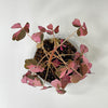 Oxalis vulcanicola 'Plum Crazy' - Terrarium Plant (NO GUARANTEE)