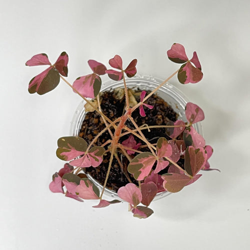 Oxalis vulcanicola 'Plum Crazy' - Terrarium Plant (NO GUARANTEE)