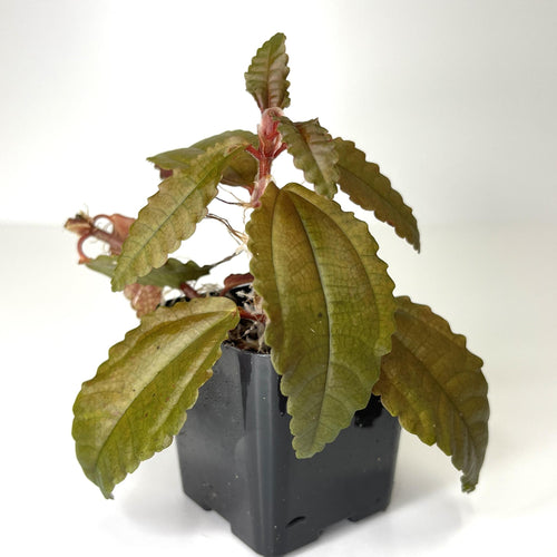 Pilea 'Dark Mystery' - Terrarium Plant (NO GUARANTEE)