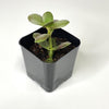 Crassula ovata 'Baby Jade' - Terrarium Plant (NO GUARANTEE)