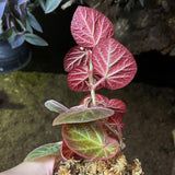 Begonia manaus - Terrarium Plant (NO GUARANTEE)