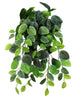 Pangea Hanging Terrarium Plant - Fittonia 24 in