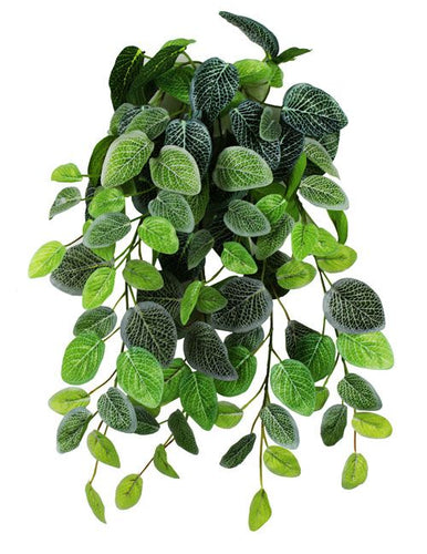 Pangea Hanging Terrarium Plant - Fittonia 24 in