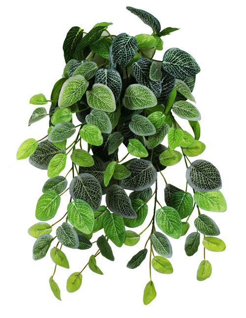 Pangea Hanging Terrarium Plant - Fittonia 24 in