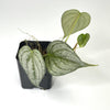 Terrarium Plant - Philodendron brandtianum 'Silver Leaf' (NO GUARANTEE)