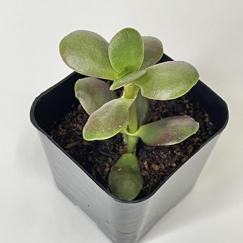 Crassula ovata 'Baby Jade' - Terrarium Plant (NO GUARANTEE)