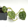 Scindapsus pictus 'Satin Pothos' - Terrarium Plant (NO GUARANTEE)