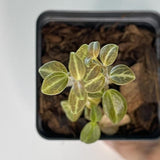Terrarium Plant - Peperomia trinervis sp. "Ecuador" (NO GUARANTEE)