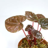Terrarium Plant - Peperomia caperata "Red Ripple" - (NO GUARANTEE)