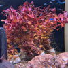 Ludwigia palustris sp. 'Triple Red' / 'Super Red' (Immersed/Submerged Growth) - FW Live Plant, Stem