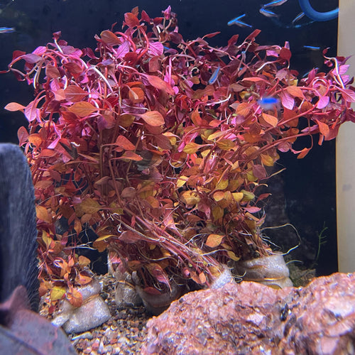Ludwigia palustris sp. 'Triple Red' / 'Super Red' (Immersed/Submerged Growth) - FW Live Plant, Stem