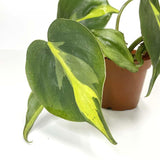 Terrarium Plant - Philodendron sp "Brasil" (NO GUARANTEE)