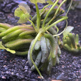 Banana Plant (XLarge) - FW Live Plant, Bare Root