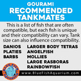 Female Dwarf Gourami - Regular