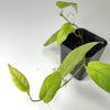 Ficus radicans (NO GUARANTEE) - Terrarium Plant