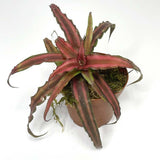 Earth Star "Red" Cryptanthus (NO GUARANTEE)