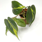 Terrarium Plant - Philodendron sp "Brasil" (NO GUARANTEE)