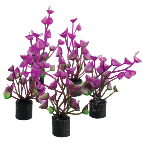 628742014385 purple ear magenta lotus aquarium plant 5 pack mini