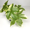 Terrarium Plant - Variegated Tree Ivy 'Angyo Star' (NO GUARANTEE)