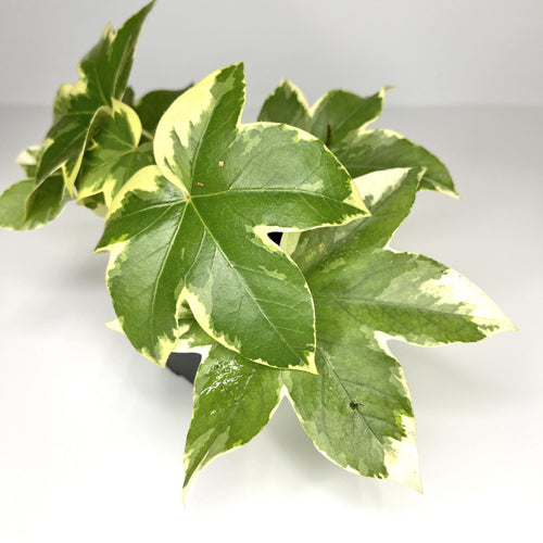 Terrarium Plant - Variegated Tree Ivy 'Angyo Star' (NO GUARANTEE)