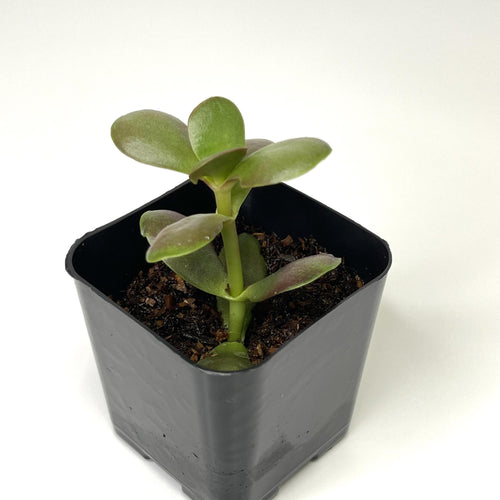 Crassula ovata 'Baby Jade' - Terrarium Plant (NO GUARANTEE)