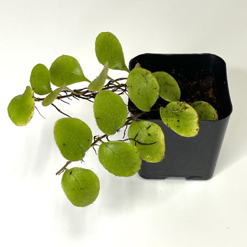 Pyrrosia nummularifolia - Terrarium Plant (NO GUARANTEE)