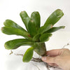 Terrarium Plant - Bromeliad Neoregelia Assorted (NO GUARANTEE)