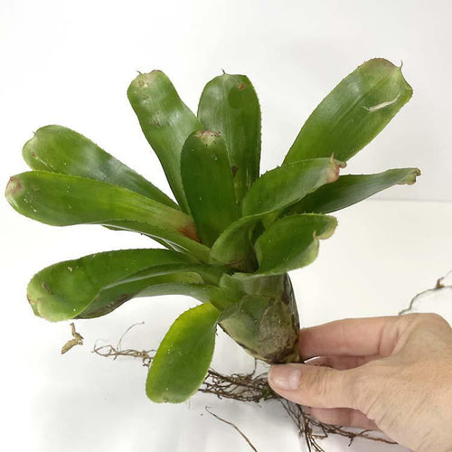 Terrarium Plant - Bromeliad Neoregelia Assorted (NO GUARANTEE)