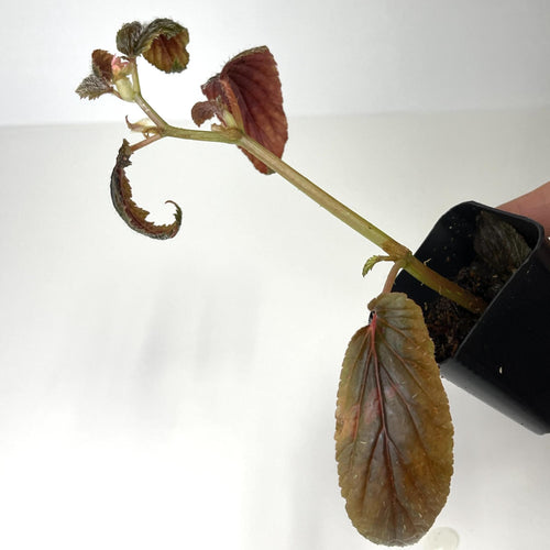 Begonia, Assorted - Terrarium Plant (NO GUARANTEE)