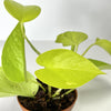 Terrarium Plant - Philodendron cordatum 'Neon' (NO GUARANTEE)