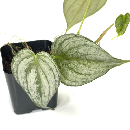 Terrarium Plant - Philodendron brandtianum 'Silver Leaf' (NO GUARANTEE)