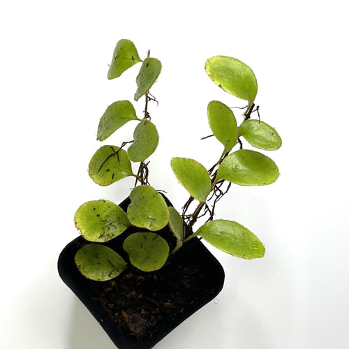 Pyrrosia nummularifolia - Terrarium Plant (NO GUARANTEE)
