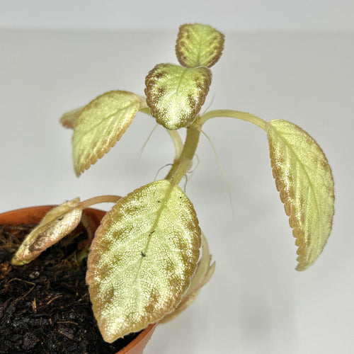 Flame Violet - Terrarium Plant (NO GUARANTEE)