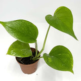 Terrarium Plant - Pothos "Marble Queen" (NO GUARANTEE)