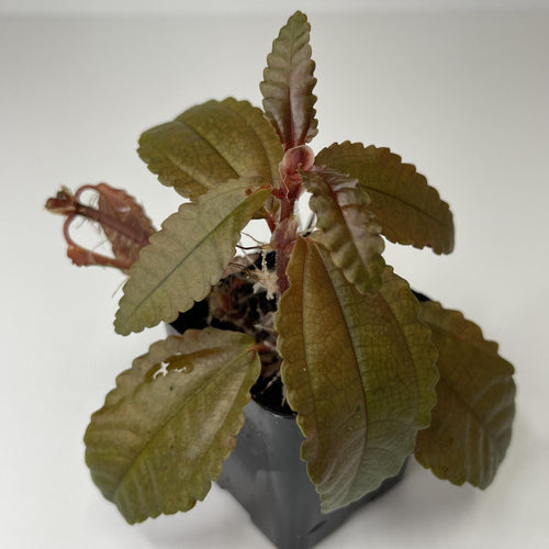 Pilea 'Dark Mystery' - Terrarium Plant (NO GUARANTEE)