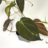 Terrarium Plant - Philodendron hederaceum var. 'Micans' (NO GUARANTEE)