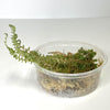 Selaginella diffusa - Terrarium Plant (NO GUARANTEE)