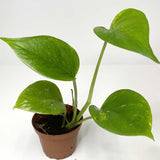 Terrarium Plant - Pothos "Marble Queen" (NO GUARANTEE)