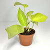Terrarium Plant - Philodendron cordatum 'Neon' (NO GUARANTEE)