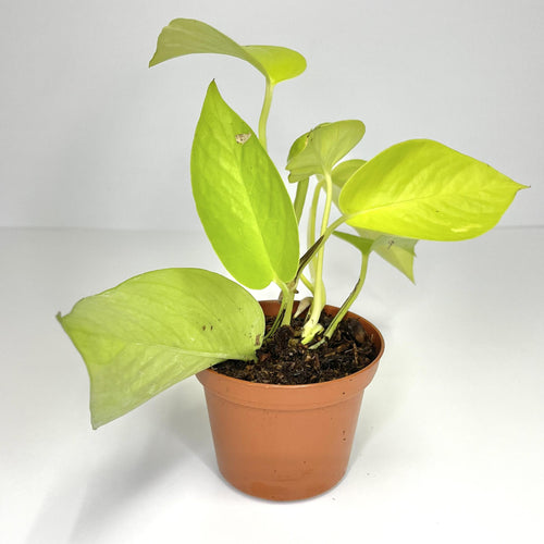 Terrarium Plant - Philodendron cordatum 'Neon' (NO GUARANTEE)