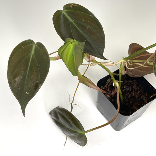Terrarium Plant - Philodendron hederaceum var. 'Micans' (NO GUARANTEE)