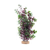 080605117280 PP1728 Fluval AQUAlife Red Bacopa Plant - 14 inch