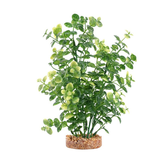 080605117426 PP1742 Fluval AQUAlife Green Bacopa Plant - 8 inch