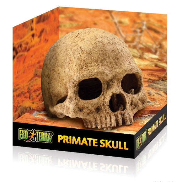 Exo Terra Primate Skull Hideout Large Human Decoration Ornament Terrarium PT2855 015561228558 monkey