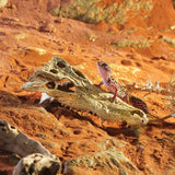 Exo Terra Crocodile Skull Hideout alligator 015561228565 PT2856