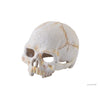Exo Terra Primate Skull Hideout - Small PT2926  015561229265