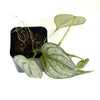 Terrarium Plant - Philodendron brandtianum 'Silver Leaf' (NO GUARANTEE)