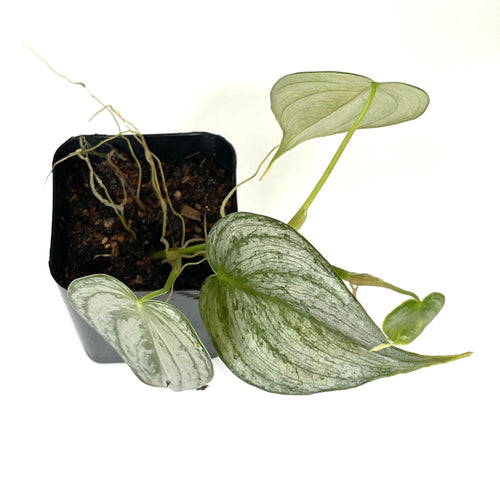 Terrarium Plant - Philodendron brandtianum 'Silver Leaf' (NO GUARANTEE)