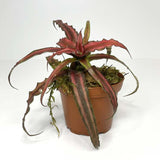 Earth Star "Red" Cryptanthus (NO GUARANTEE)